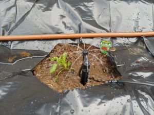 Bubbler attached to a 1/2 inch drip supply line