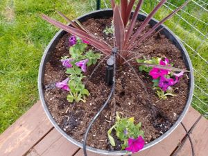 Bubbler emitter in a pot with flowers