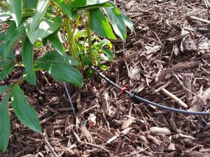 Close-up of a drip emitter in a garden