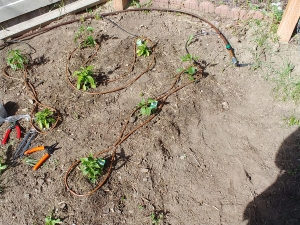 1/4 inch inline drip tubing connected to 1/2 inch supply line